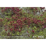 Rovi/Cesp con bacche rosse